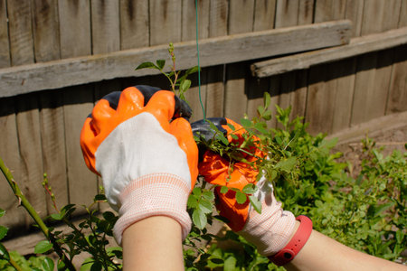 Hands in orange and white protective gloves carefully tend to green plant growth in a sunny garden.