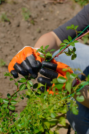 Hands in protective gloves carefully tie a thorny plant to a support, showing dedicated garden care.