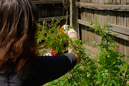 A person wearing protective gloves meticulously tends to vibrant green plants in a peaceful outdoor...