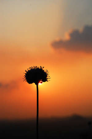 a thick grouth of  such flowers are on the hillside. I got of my bike and took this photoの写真素材