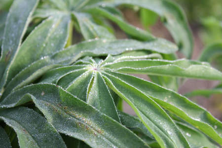 greenleafsの写真素材