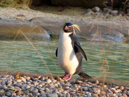 a penguinの写真素材