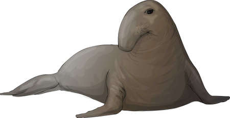 elephant sealの写真素材