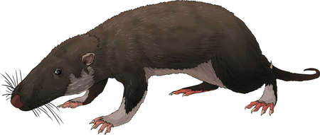 morganucodonの写真素材