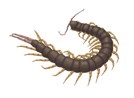 myriapod centipede