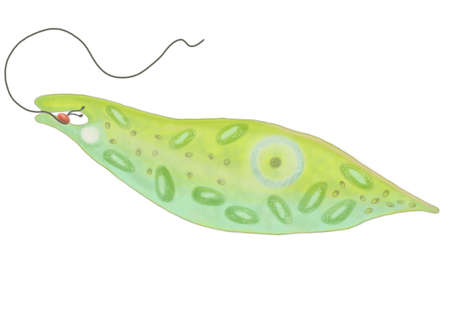 green euglenaの写真素材