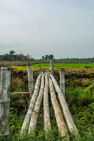 Bamboo Bridge - Jeparaの写真素材