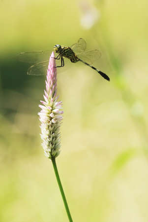 dragon fly descend uponの写真素材