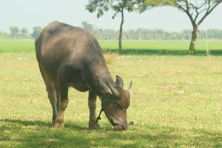 buffalo eating grass