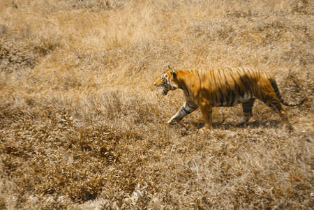 sumateran tiger