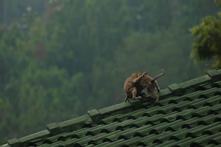 monkey
