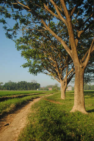 pathway in the morning