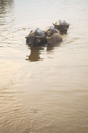 Buffalo swimming in the river at afternoonの写真素材