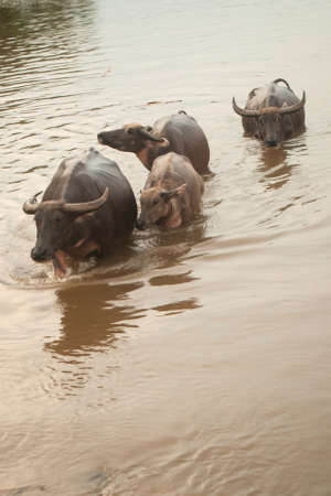 Buffalo swimming in the river at afternoonの写真素材