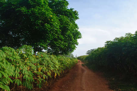 The cassava plantation on the hillの写真素材