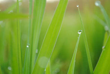 The rice plants leaf with dew water in the morning