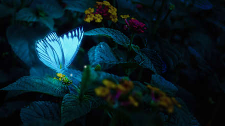 butterfly break on the leaf in the morningの写真素材