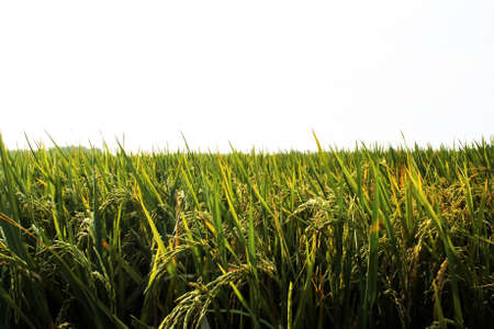 soft focus rice seeds in the afternoon, Wide green rice field, afternoon sunの写真素材