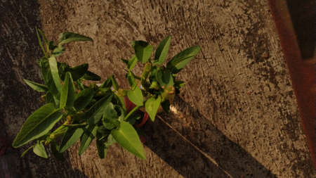 Ipomoea aquatica is a semi-aquatic, tropical plant grown as a vegetable for its tender shoots.  It...