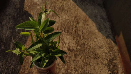 Ipomoea aquatica is a semi-aquatic, tropical plant grown as a vegetable for its tender shoots.  It...