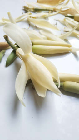 Beautiful Flower, Illustration of White Michelia Alba Flower or Michelia Champaca Flower on the white background.の写真素材