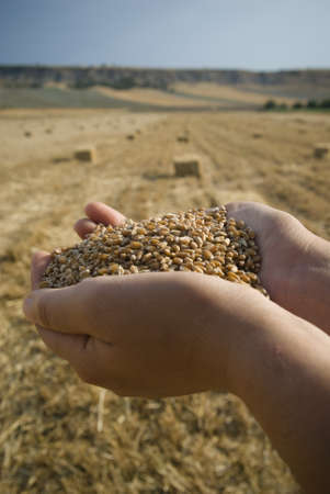 grain and handの写真素材