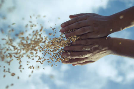 grain and handの写真素材