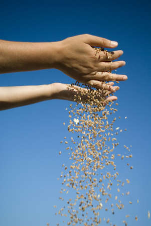 grain and handの写真素材