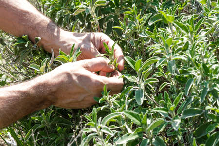 sage collectの写真素材