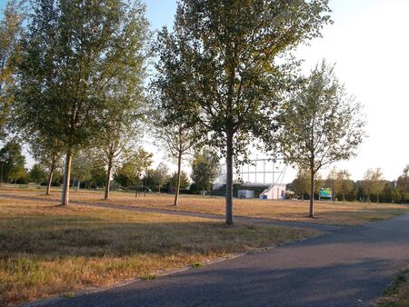 A tree in the middle of a roadundefinedの写真素材