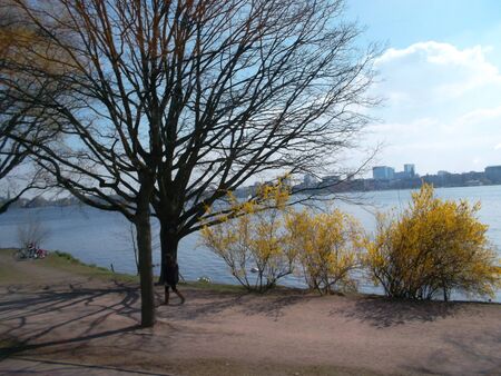 A large tree next to a river bremenの写真素材