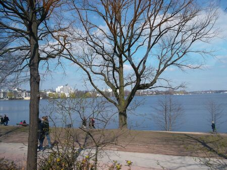 A large tree next to a river bremenの写真素材