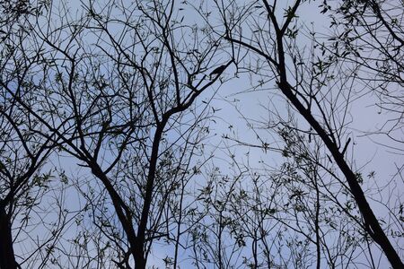 A tall tree in a nationalparkの写真素材