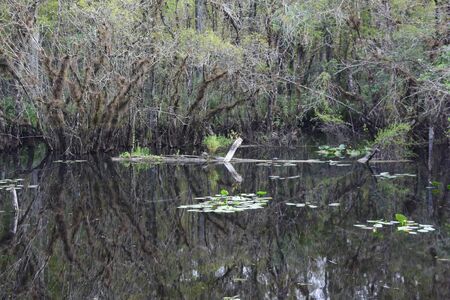 A tree in a forestの写真素材