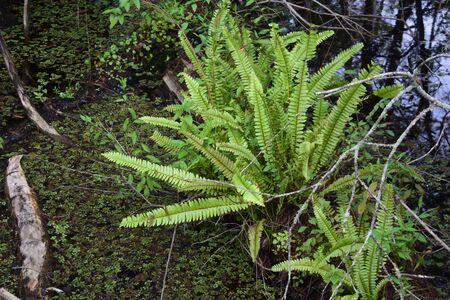 A green plant in a forestの写真素材