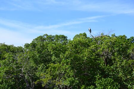 A bird flying over a treeの写真素材