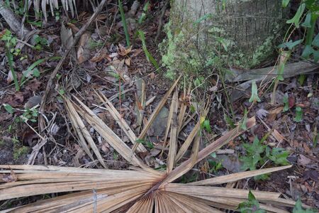 A tree in a forestの写真素材