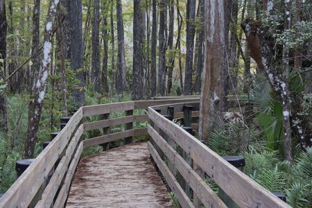 A wooden walkway next to a forestundefinedの写真素材