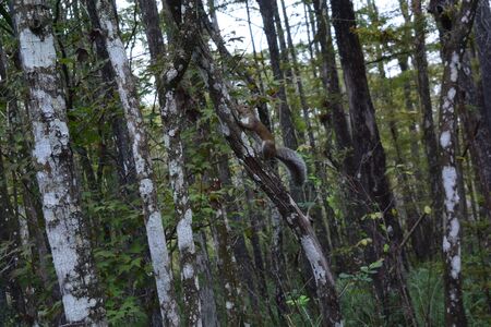 A tree in a forestundefinedの写真素材