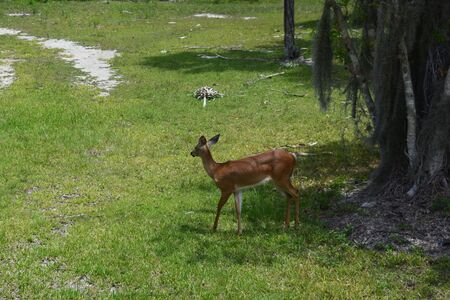 An animal standing on a lush green fieldundefinedの写真素材