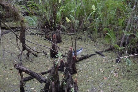 A group oftrees in a forestundefinedの写真素材