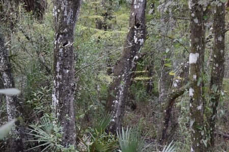 A tree in a forestundefinedの写真素材