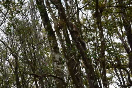 A tree in a forestundefinedの写真素材