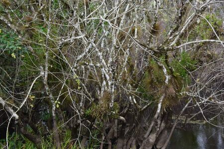 A close up of a treeの写真素材