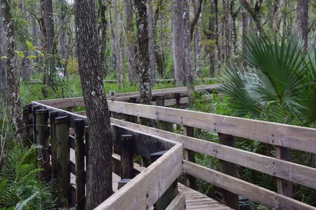 A wooden walkwy next to a forestの写真素材