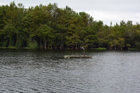 A flock of seagulls standing next to a body of waterの写真素材