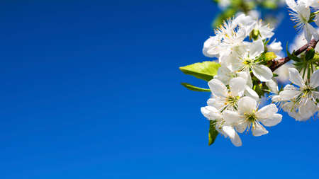 Beautiful spring white flowers blossom background.