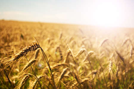 Wheat field. Ears of golden wheat close up. Beautiful Nature Sunset Landscape. Rural Scenery under Shining Sunlight. Background of ripening ears of meadow wheat field. Rich harvest Concept. Soft focus.の写真素材