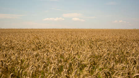 Wheat field. Ears of golden wheat close up. Beautiful Nature Sunset Landscape. Rural Scenery under...