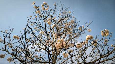 tabebuya flower blossom on blue skyの写真素材